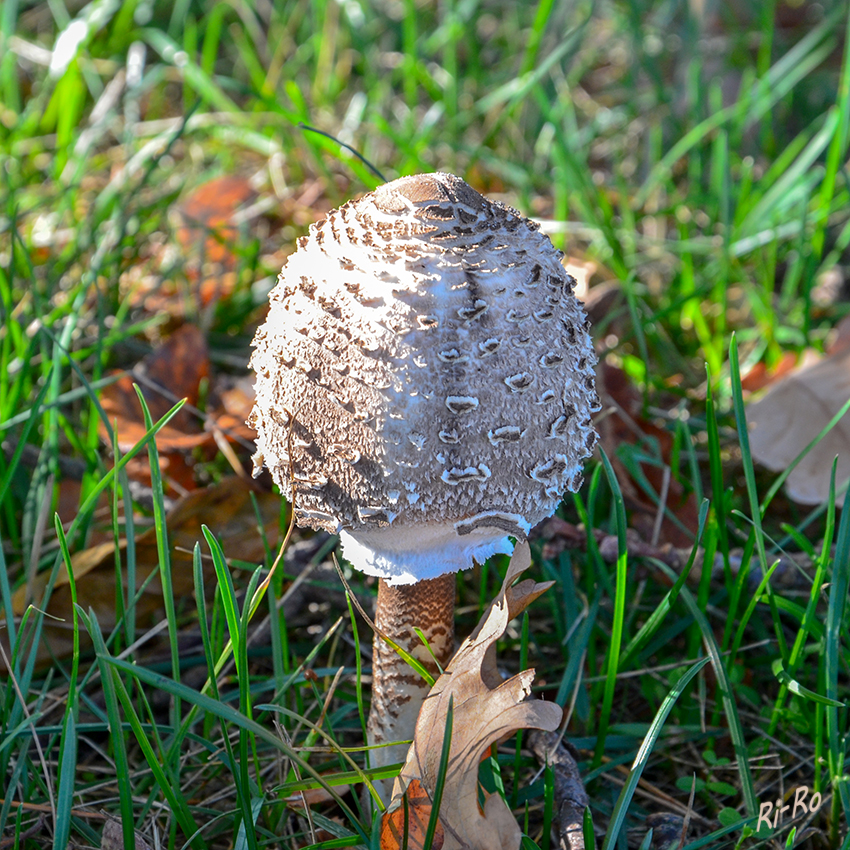 Gemeiner Riesenschirmling
Der junge Fruchtkörper mit kugeligem Hut hat eine paukenschlägelartige Form. lt. Wikipedia
Schlüsselwörter: Pilz, Pilze