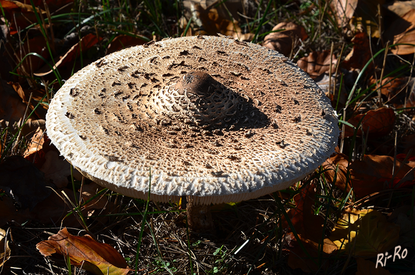 Gemeiner Riesenschirmling
ausgewachsen mit aufgeschirmten Hut.
In der Mitte zeigt der Schirm oft einen braunen Buckel. lt. Wikipedia
Schlüsselwörter: Pilz, Pilze