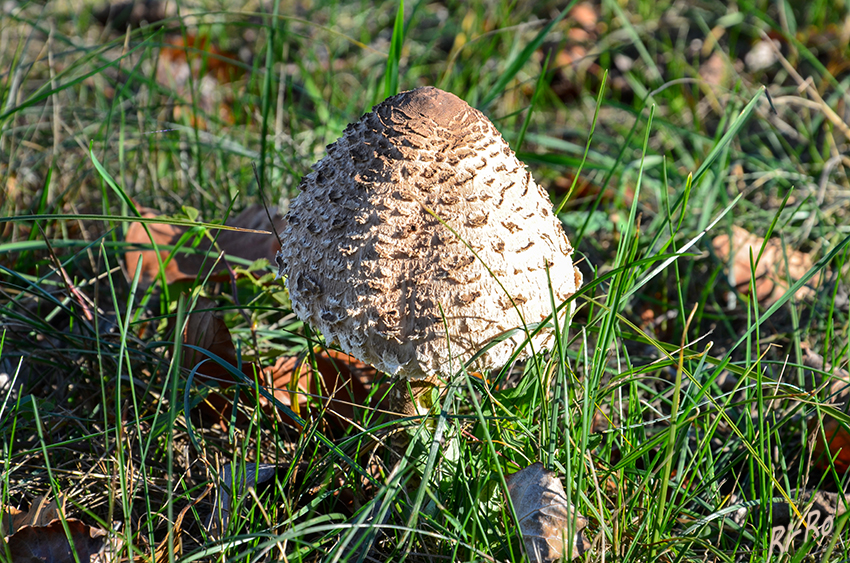 Gemeiner Riesenschirmling
Die Oberfläche ist meist weißlich, creme oder dunkelbraun gefärbt. lt. Wikipedia
Schlüsselwörter: Pilz, Pilze