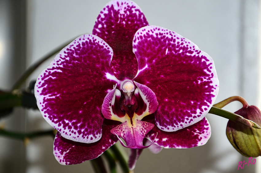 Blüte
die Phalaenopsis ist beheimatet in den Regenwäldern Südostasiens.
Im 18. Jahrhundert erinnerte die Blütenform den Botaniker Carl von Linné an Flügel von Faltern.(lt Orchideenzucht)
Schlüsselwörter: Orchidee