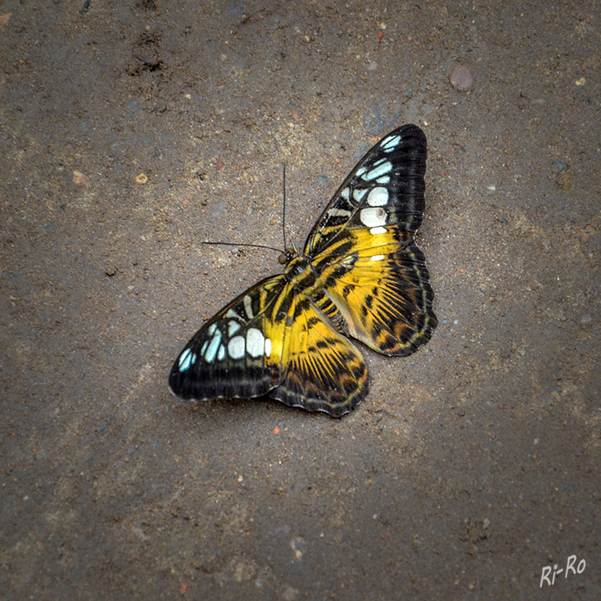 Brauner Segelfalter
(Parthenos sylvia)
aus Südostasien, gehört zu der Familie der Edelfalter.

Die Oberseite der Flügel sind dunkel- bis orangebraun gefärbt mit hellbraunen Streifen, Sicheln sowie Flecken. An den Spitzen der Vorderflügel befinden sich durchscheinende weiße Flecke unterschiedlicher Größe. ( lt. Wikipedia)

Fotoaufnahme im Schmetterlingshaus Sassnitz

 
Schlüsselwörter: Schmetterling