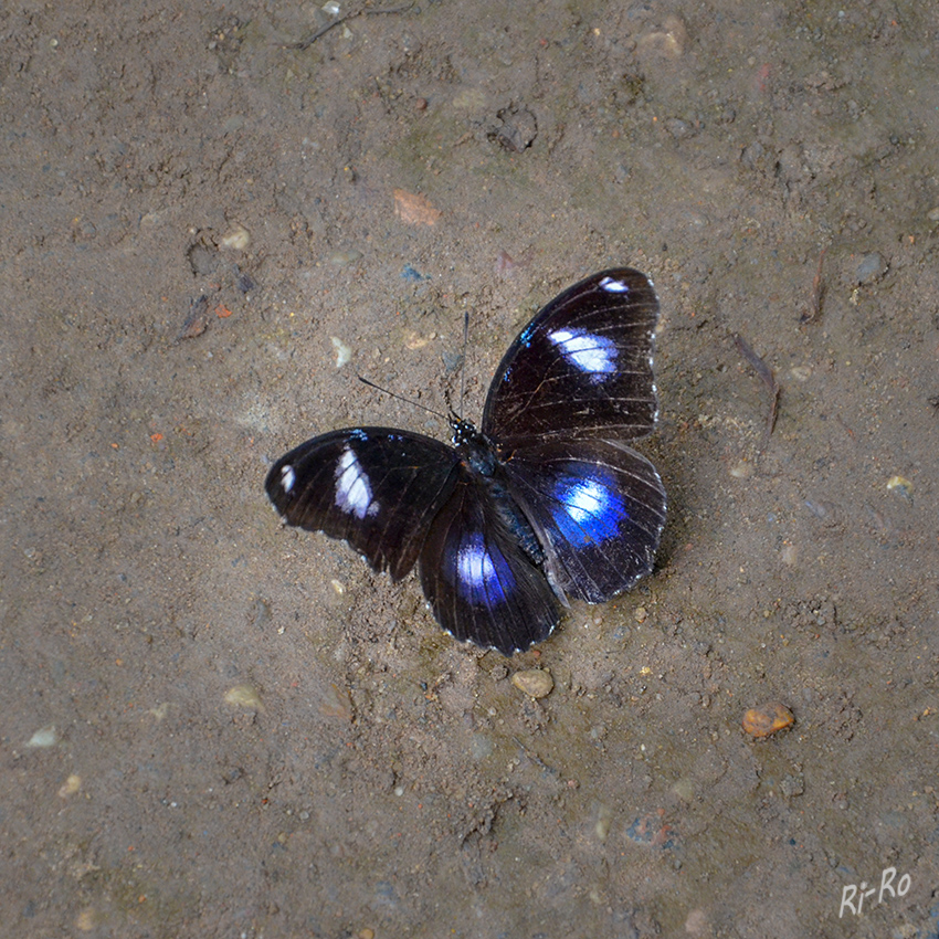 Gewöhnliche Eierfliege 
(Hypolimnas bolina)
Die Männchen haben auf den Flügeloberseiten ebenfalls eine schwarze Grundfärbung. Auf den Vorderflügeln ist nahe der Flügelspitze ein weißer Fleck und weiter innen ein weiterer, größerer und langgestreckter, weißer Fleck erkennbar. Dieser ist mehr oder weniger stark mit blau schimmernden Schuppen umgeben. In der Mitte der Hinterflügel weisen die Männchen je einen weiteren, großen und runden weißen Fleck auf, der deutlich von blauen Schuppen umgeben ist.

( lt. Wikipedia) Fotoaufnahme im Schmetterlingshaus 
Schlüsselwörter: Schmetterling