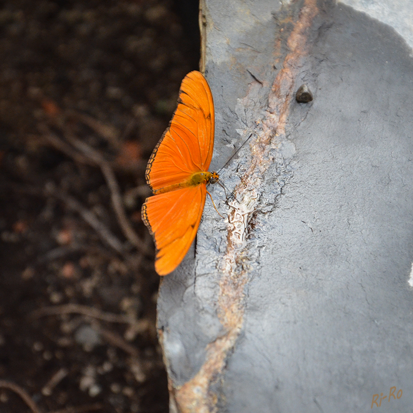 Dryas julia
gehört zu den Edelfaltern. lt. Wikipedia
Aufgenommen im Schmetterlingshaus Sassnitz
Schlüsselwörter: Schmetterling