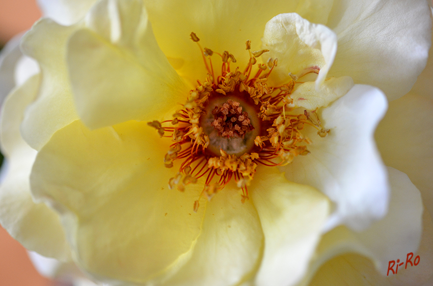 Tiefer Einblick
Seit den Anfängen der Rosenzüchtung im 18. Jahrhundert bis heute sind weltweit über 30.000 Rosensorten entstanden. (lt. Wikipedia)
Schlüsselwörter: Rose
