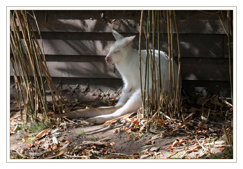 Bennett-Känguru
Duisburgs erstes Albino-Känguru wächst da gerade heran! 
Albinismus ist eine Sammelbezeichnung für angeborene Störungen in der Biosynthese der Melanine (Pigmente oder Farbstoffe) und der daraus resultierenden helleren Haut-, Haar- und Augenfarbe. Betroffene Tiere nennt man Albinos, betroffene Menschen ziehen meist die neutralere Form „Menschen mit Albinismus“ vor. laut zoo-duisburg.de
Schlüsselwörter: Zoo, Duisburg, Känguru, Albino