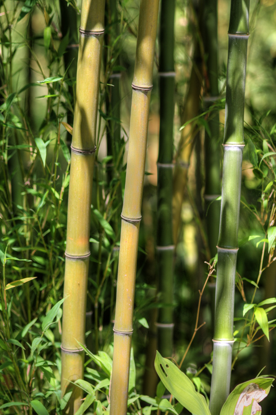 Bambus
Schlüsselwörter: Bambus
