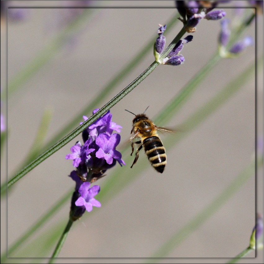 Und schüss
garnicht so einfach, so ein kleines Tier im Fokus zu behalten
Schlüsselwörter: Biene