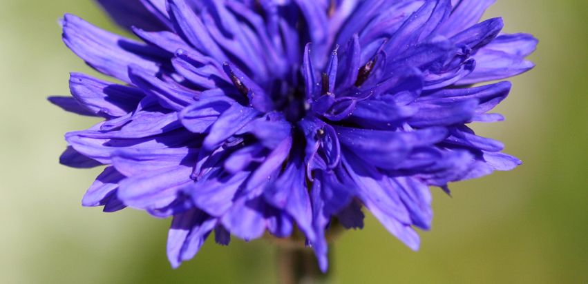 Kornblume
leider sind sie recht selten geworden.
Schlüsselwörter: Kornblume