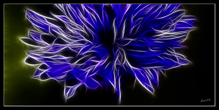 Blaue Schönheit
Kornblumenausschnitt kreativ bearbeitet
Schlüsselwörter: Kornblume