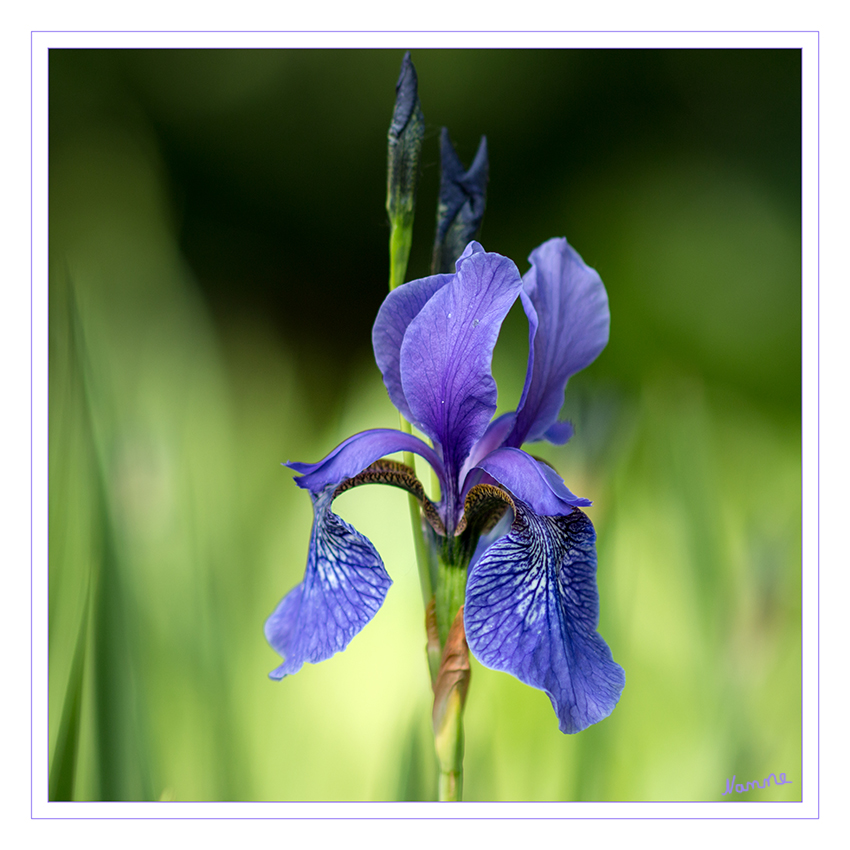 Iris
Die an Arten umfangreiche Gattung wurde nach der griechischen Göttin des Regenbogens (Iris) benannt. Der wissenschaftliche Name ist auch im deutschen Sprachgebrauch geläufig. Die Iris-Arten werden wegen ihrer schönen und auffälligen Blüten als Zierpflanzen geschätzt. Schwertlilien sind trotz ihres Namens nur entfernt mit Lilien verwandt. laut Wikipedia
Schlüsselwörter: Iris, blau