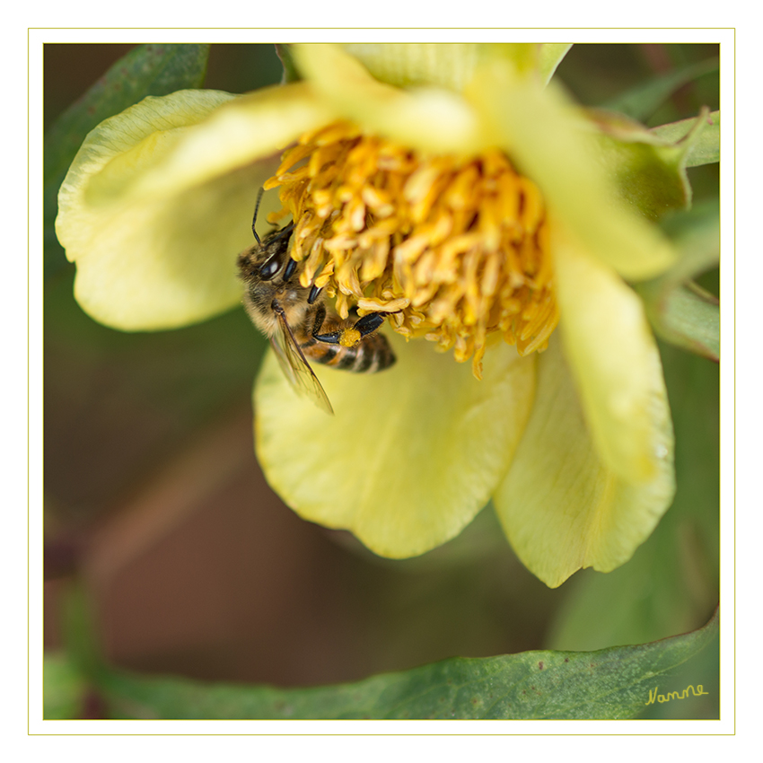 Nah heran
Seidenbienenartige
Thorax braun behaart, Hinterleib mit hellen Binden. Von anderen kleinen Colletes-Arten kaum zu unterscheiden. laut naturspaziergang.de
Schlüsselwörter: Biene