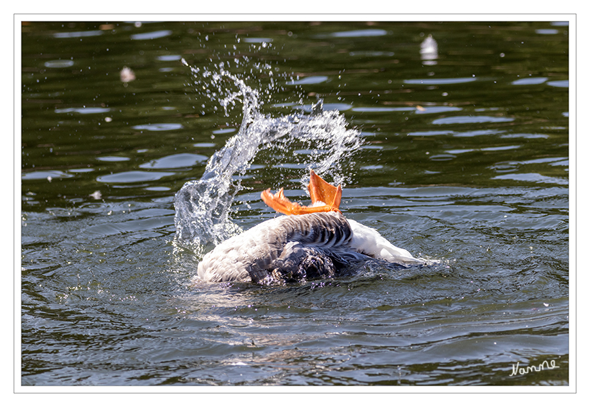 Badefreuden
Schlüsselwörter: Gans, badet