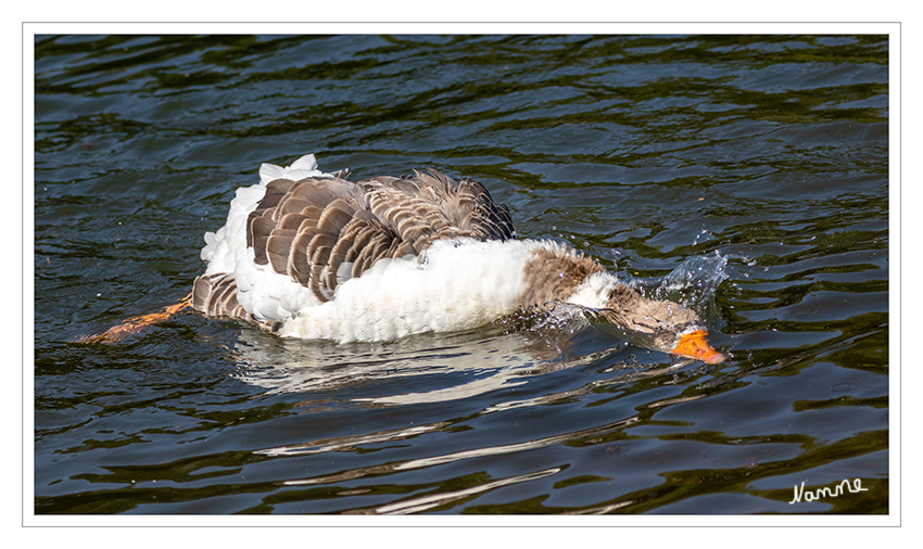 32 - Einfach mal abtauchen
Schlüsselwörter: Gans, badet