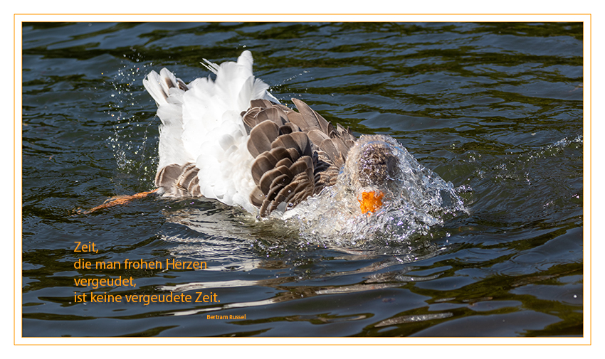 Spaß haben
Schlüsselwörter: Gans, badet