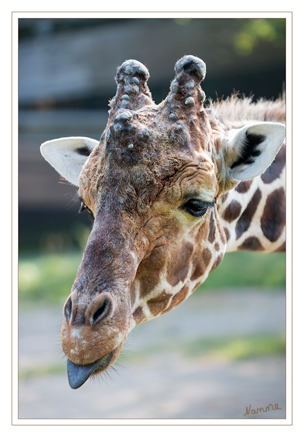  Netzgiraffe  
Giraffa camelopardalis reticulata 
Mit einer Gesamthöhe von nahezu 6 m sind Giraffen die höchsten Tiere der Welt. Trotz ihres extrem langen Halses besitzen Giraffen - ähnlich wie nahezu alle anderen Säugetiere, inklusive dem Menschen - lediglich 7 Halswirbel. Auffällig sind auch die kleinen „Hörner“ am Kopf der Giraffen. Hierbei handelt es sich um Knochenzapfen, die mit Haut überzogen sind. laut zoo-duisburg.de
Schlüsselwörter: Zoo, Duisburg, Giraffe