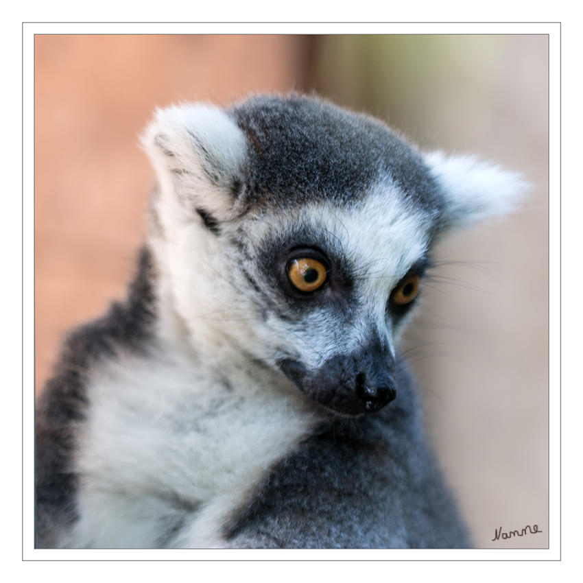 Katta
Kattas sind die bekanntesten Vertreter der nur auf Madagaskar heimischen Lemuren. Charakteristisch ist der lange schwarzweiße Ringelschwanz, der hoch aufgerichtete getragen wird, wenn die Tiere auf dem Boden laufen. laut zoo-duisburg.de
Schlüsselwörter: Zoo, Duisburg, Katta