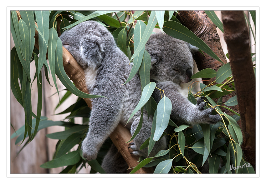 Koala
Der Koala (Phascolarctos cinereus), auch Aschgrauer Beutelbär genannt, ist ein baumbewohnender Beutelsäuger in Australien. Er wurde von dem Zoologen Georg August Goldfuß im Jahre 1817 beschrieben. Der Koala ist neben dem Känguru das am weitesten verbreitete Symbol Australiens. laut Wikipedia
Schlüsselwörter: Zoo, Duisburg, Koala