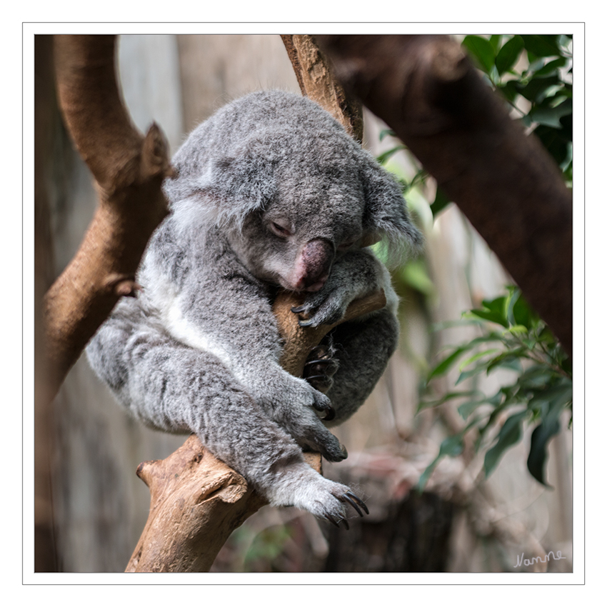 Koala
Als nachtaktive Tiere besitzen Koalas ein gutes Hörvermögen, das Sehvermögen ist jedoch eher mäßig. Die große Nase der Koalas ist außerordentlich empfindlich. Sie informiert den Koala über alles, was das Überleben, die Territorien und die Paarung betrifft. laut Wikipedia
Schlüsselwörter: Zoo, Duisburg, Koala