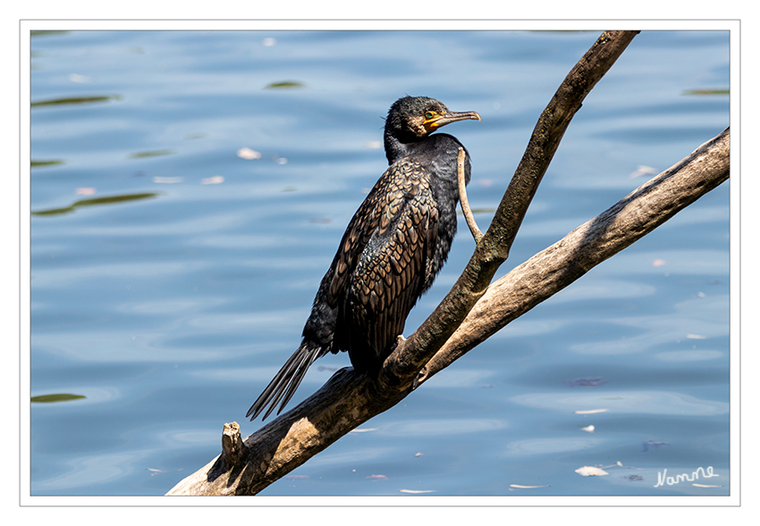 Kormoran
Der Name „Kormoran“ entstammt einem Kunstwort, dem die lateinische Bezeichnung „Corvus marinus“ zugrunde liegt – zu Deutsch der „Meerrabe“. Er hat Eingang in fast alle Sprachen gefunden, zum Teil mit dem Adjektiv „Großer“, um ihn von der kleineren Krähenscharbe zu unterscheiden. Der wissenschaftliche Name Phalacrocorax ist griechischen Ursprungs und bedeutet „Kahlköpfiger Rabe“. Der Artname carbo (lateinisch: „Kohle“) ist eine Anspielung auf seine Gefiederfarbe. laut Nabu
Schlüsselwörter: Kormoran