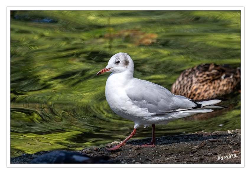 Junge Lachmöwe
ist eine Vogelart aus der Familie der Möwen. Diese kleine Möwenart besiedelt weite Teile der nördlichen Paläarktis von Island und Irland bis Kamtschatka. Lachmöwen brüten in den Verlandungszonen größerer Gewässer vor allem im Binnenland, seit einiger Zeit jedoch auch zunehmend an Küsten. laut Wikipedia
Schlüsselwörter: Möwe