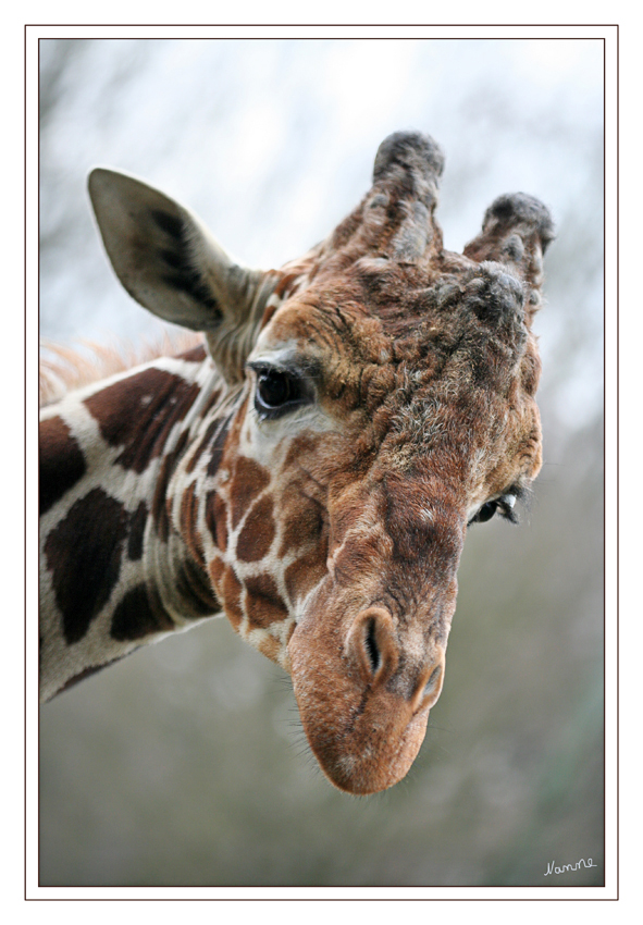 Netzgiraffe
Auffällig sind auch die kleinen „Hörner“ am Kopf der Giraffen. Hierbei handelt es sich um Knochenzapfen, die mit Haut überzogen sind. Männliche Giraffen nutzen diese Hörner beim innerartlichen Kampf, weshalb der obere Rand dieser Knochenzapfen zumeist blank gerieben ist. Bei den weiblichen Giraffen hingegen sind dunkle Haarbüschel an diesen Hörnern zu erkennen.
Schlüsselwörter: Netzgiraffe Duisburg