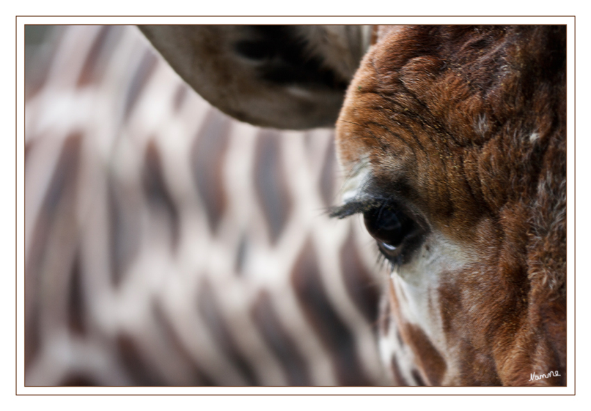 Ausschnitt
Netzgiraffe
Mit einer Gesamthöhe von nahezu 6 m sind Giraffen die höchsten Tiere der Welt. Trotz ihres extrem langen Halses besitzen Giraffen - ähnlich wie nahezu alle anderen Säugetiere, inklusive dem Menschen - lediglich 7 Halswirbel
Schlüsselwörter: Netzgiraffe Duisburg Zoo
