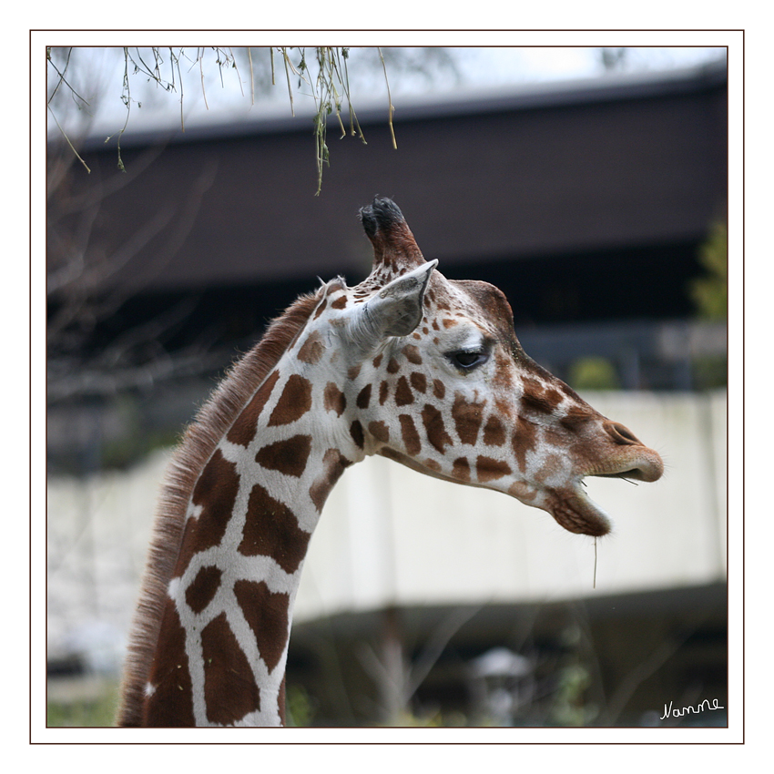 Hallo
Giraffen ernähren sich vorzugsweise von den Blättern der verschiedenen Akazienarten Afrikas. Hierbei umgreifen sie mit ihrer 28 cm langen Zuge ganze Triebe und rupfen die neben den Blätter und auch die scharfen Dornen der Akazien ab, an denen sich die Giraffen nicht verletzen. 
Schlüsselwörter: Netzgiraffe Duisburg