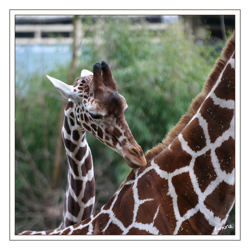 Kuschelstunde
Die Netzgiraffe ist eine von 8 Unterarten der im gesamten östlichen und südlichen Afrika verbreiteten Giraffe. Charakteristisch für die Netzgiraffe ist das netzartige braune Fleckenmuster. 
In Zoologischen Gärten werden Giraffen gerne gehalten und auch sehr erfolgreich gezüchtet.
Schlüsselwörter: Netzgiraffe
