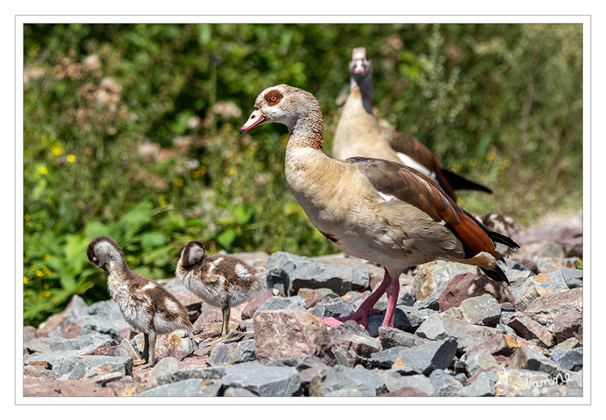 Nilgansfamilie
- Nilgänse sind nicht aggressiver als andere Wasservogelarten auch.
- Schnabelbisse sind selten und treten nur am Brutplatz oder während der Jungenaufzucht auf.
- Nilgänse werden derzeit nicht als schädlich für andere Arten eingeschätzt.
laut nabu
Schlüsselwörter: Nilgans