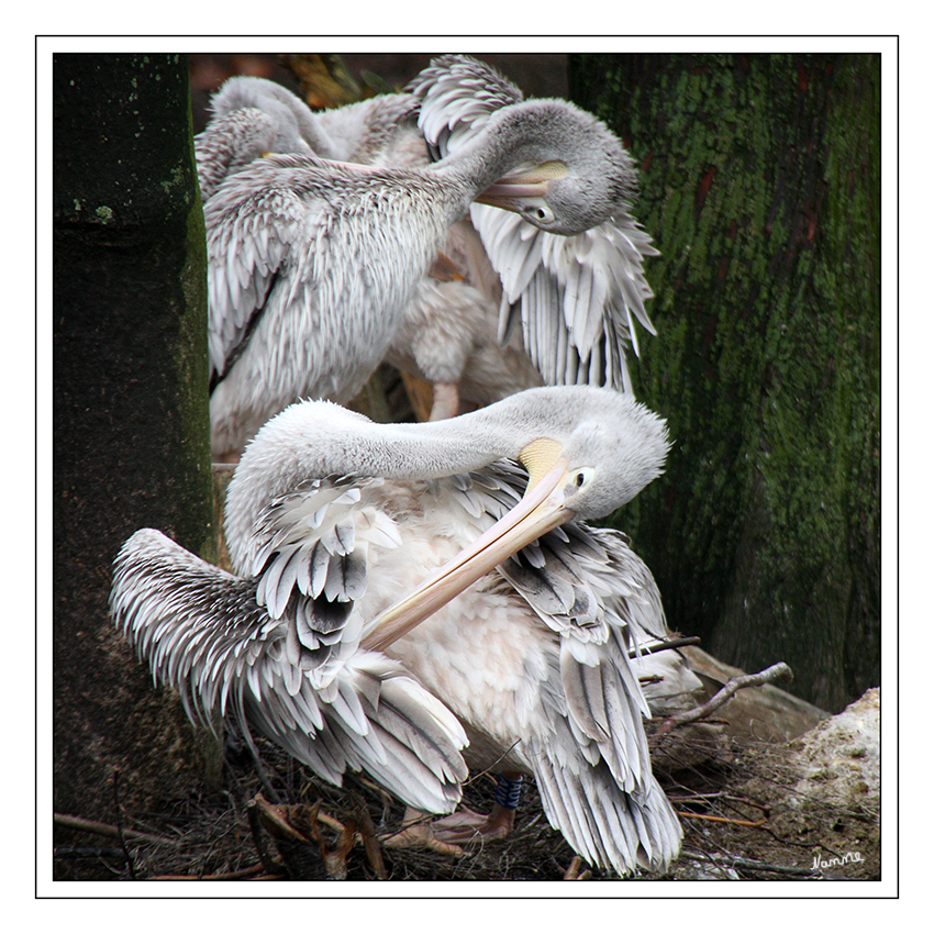 Rötelpelikan  Pelecanus rufescens
Der Rötelpelikan sieht dem Rosapelikan ähnlich, unterscheidet sich jedoch durch die größere Kopfkrause und das graue Gefieder, das (mit Ausnahme der Jungtiere) rosa oder rot-braun schimmert. Der Schwanz und die Schwungfedern sind schmutzig grau bis schwarz-braun gefärbt, Schnabel und Füße sind leuchtend orange. Außerdem hat er zwischen Schnabel und Auge einen tropfenförmigen Fleck.
Schlüsselwörter: Pelikan