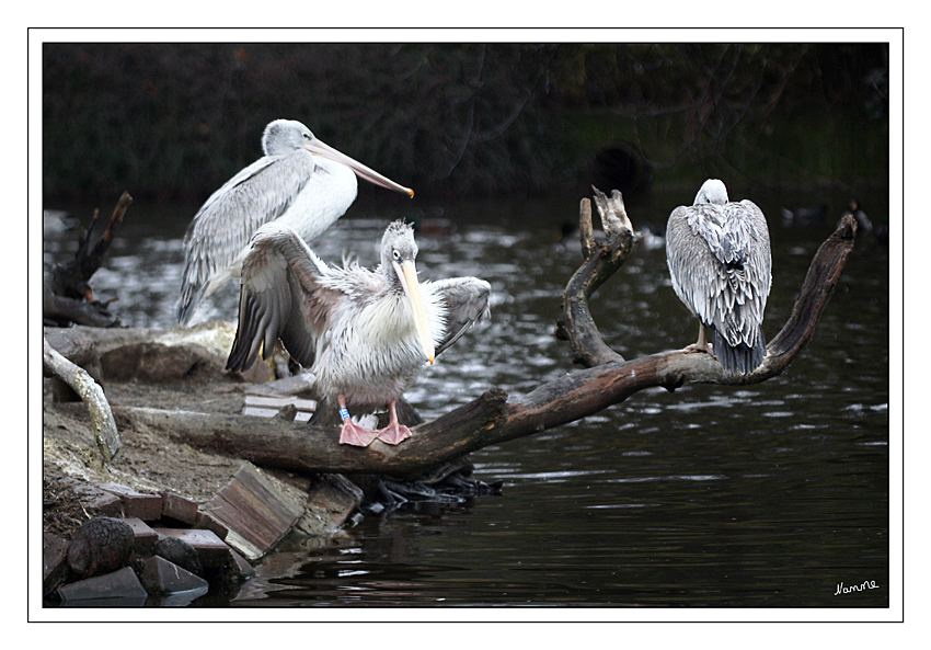  Rötelpelikan  Pelecanus rufescens 
Die massigen, bis 15 kg schweren Pelikane gehören zu den größten flugfähigen Vögeln. Obwohl Pelikane an Land recht schwerfällig wirken, sind sie doch geschickte, elegante und sehr ausdauernde Flieger. 
Schlüsselwörter: Pelikan