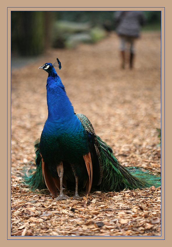 Pfau
on tour
Schlüsselwörter: Pfau