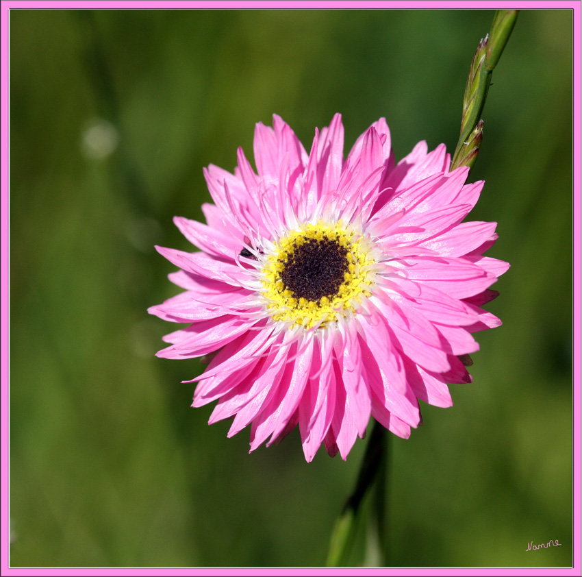 Wiesenblume
Schlüsselwörter: Pink                Wiesenblumre