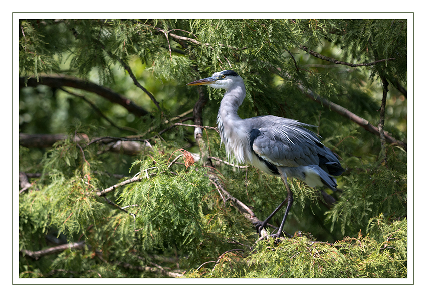 Reiher
Graureiher (Ardea cinerea) sieht man in ganz Europa. Sie gehören zu unseren einheimischen Vogelarten und zählen zur Familie der Reiher. Vorkommen und Verbreitung: Je nach Standort (Europa, Eurasien, Afrika) ist der Graureiher ein Zugvogel (Kurzstreckenzieher) , ein Teilzieher oder ein Standvogel. Die Reiher fischen in Seen, Flüssen, Teichen und im Salzwasser. laut brodowski-fotografie.de
Schlüsselwörter: Reiher