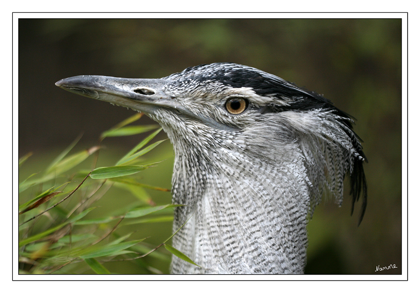 Riesentrappe
Die Riesentrappe (Ardeotis kori), die innerhalb der Ordnung der Kranichvögel (Gruiformes) zur Familie der Trappen (Otididae) gehört, wird auch Koritrappe genannt.
Schlüsselwörter: Riesentrappe Duisburg