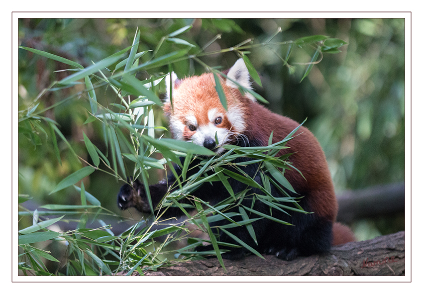 Kleiner Panda
Der Kleine Panda, Roter Panda oder Katzenbär zählt zu den farbenprächtigsten Säugetieren. Das Fell ist lang und buschig, auf der Körperoberseite kräftig kupferrot gefärbt und auf der Unterseite nahezu schwarz. Das Gesicht mit den schwarzen Knopfaugen und dem schwarzen Nasenspiegel weist eine weiße Maske auf. Der körperlange buschige Schwanz ist auffällig orangegelb geringelt. laut zoo-duisburg.de
Schlüsselwörter: Zoo, Duisburg, Roter Panda