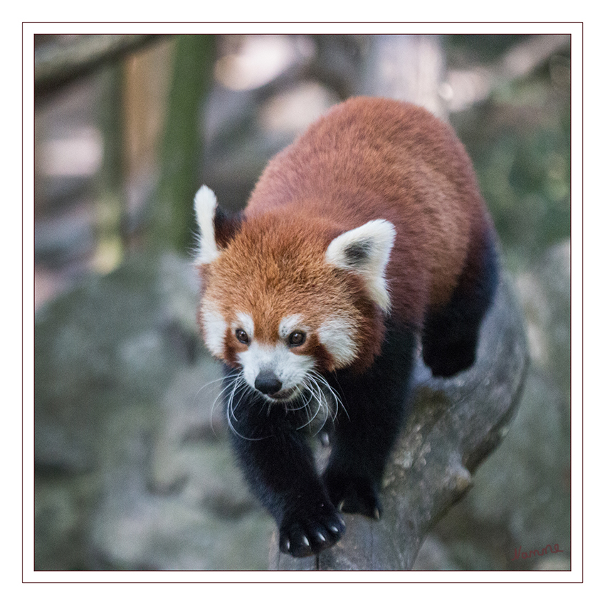 Kleiner Panda
(Ailurus fulgens), auch Roter Panda, Katzenbär
Kleine Pandas bewohnen die Bergwälder und Bambusdickichte im Himaljagebiet in Zentralasien, wo sie bis in Höhen von 4000 m anzutreffen sind. Sie leben ortstreu in festen Revieren, zumeist als Einzelgänger. laut zoo-duisburg
Schlüsselwörter: Zoo, Duisburg, Roter Panda