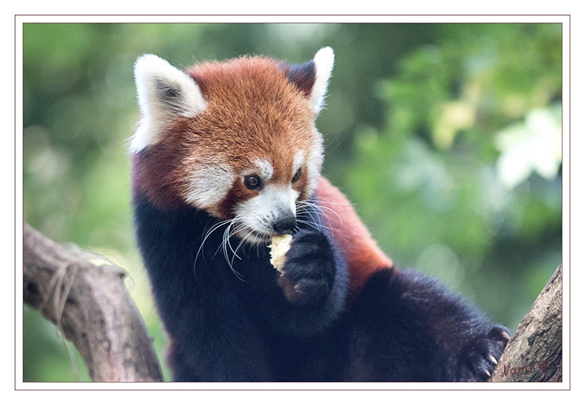 Kleiner Panda
(Ailurus fulgens), auch Roter Panda, Katzenbär
Seit 2008 wird der Kleine Panda auf der Roten Liste gefährdeter Arten der Weltnaturschutzunion als „gefährdet“geführt. Nach Schätzungen leben weniger als 10.000 erwachsene Exemplare in Freiheit. laut Wikipedia
Schlüsselwörter: Zoo, Duisburg, Roter Panda