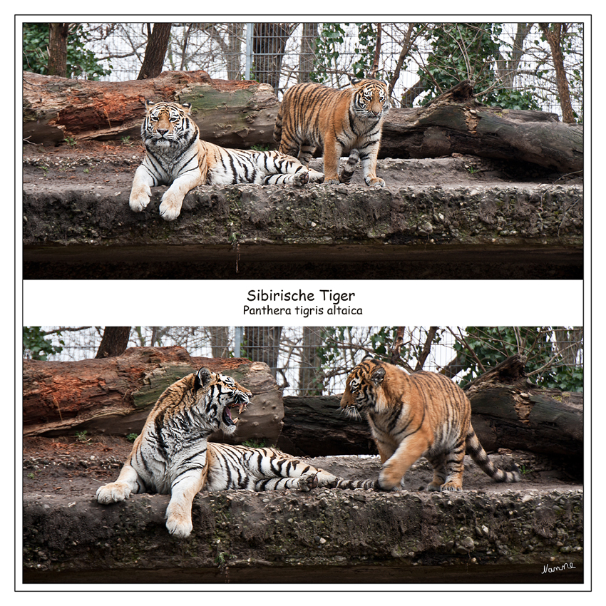 Sibirische Tiger Panthera tigris altaica
Hier sind Mutter Daisy und Tochter im Duisburger Zoo.

In Zoologischen Gärten sind Sibirische Tiger häufig vertreten. Durch gezielte Zuchtprogramme unter Führung eines internationalen Zuchtbuches wird die Zoopopulation weiter aufgebaut. Die Zahl der in den Zoos der Welt gehaltenen Sibirischen Tiger übersteigt heute 1000 Tiere. Somit leben wesentlich mehr Sibirische Tiger in Tiergärten als in der Natur.
Schlüsselwörter: Sibirische Tiger Panthera tigris altaica Duisburg