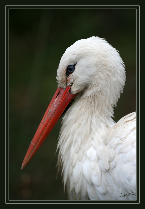 Weißstorch
Der in Europa bekannteste Storch ist der Weißstorch (Ciconia ciconia).
Der Schnabel ist stets groß, aber in der Form sehr verschiedenartig. Den typischen, schlanken Storchschnabel findet man nur bei der Hauptgattung Ciconia.

laut Wikipedia
Schlüsselwörter: Störche Weißstorch