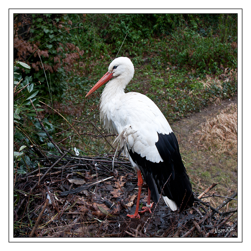 Weißstorch
Die Störche (Ciconiidae) sind eine Familie der Schreitvögel, die mit sechs Gattungen und 19 Arten in allen Kontinenten außer Antarktika verbreitet ist. Charakteristisch für diese Vögel sind der lange Hals, die langen Beine und der große, oft langgestreckte Schnabel.

laut Wikipedia
Schlüsselwörter: Störche Weißstorch