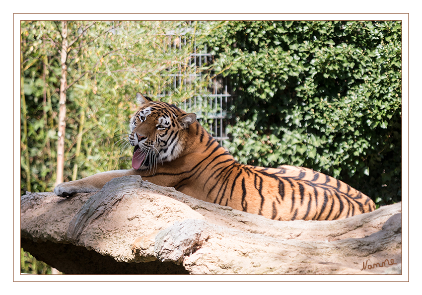 Sibirischer Tiger
Panthera tigris altaica
Wie alle Unterarten des Tigers, so ist auch der Sibirische Tiger in der Wildbahn von der Ausrottung durch den Menschen bedroht. Nachdem sein Bestand im Jahre 1940 auf lediglich 20 bis 30 Tiere gesunken war, wurde er unter strengen Schutz gestellt. 
Schlüsselwörter: Zoo, Duisburg, Tiger