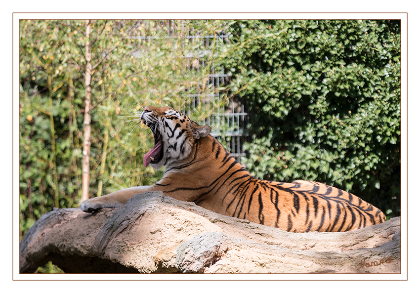 Sibirischer Tiger 
Panthera tigris altaica
Die Zahl der in den Zoos der Welt gehaltenen Sibirischen Tiger übersteigt heute 1000 Tiere. Ziel aller Zuchtbemühungen ist es, Zoonachzuchten auszuwildern, um somit die geschwächten Populationen der Wildbahn zu stärken. Allerdings versprechen Auswilderungsprojekte derzeit keine Erfolge, da Wilderei und das Fehlen geschützter Lebensräume in Sibirien den Tieren keine Überlebenschance bieten. laut zoo-duisburg.de
Schlüsselwörter: Zoo, Duisburg, Tiger