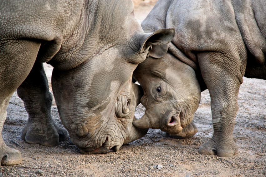 Davu und seine Mutter Nane ll
Das Spitzmaulnashörnchen wurde am 19.02.06 im Krefelder Zoo als erstes Baby dieser hochbedrohten Art in NRW geboren.
Schlüsselwörter: Nashörner, Davu, Krefelder Zoo