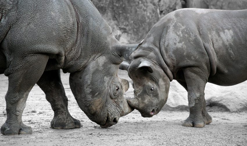 Davu und seine Mutter Nane l
Davu = der Anfang (Kishuaeli)

Krefelder Zoo
Schlüsselwörter: Nashörner, Davu, Krefelder Zoo