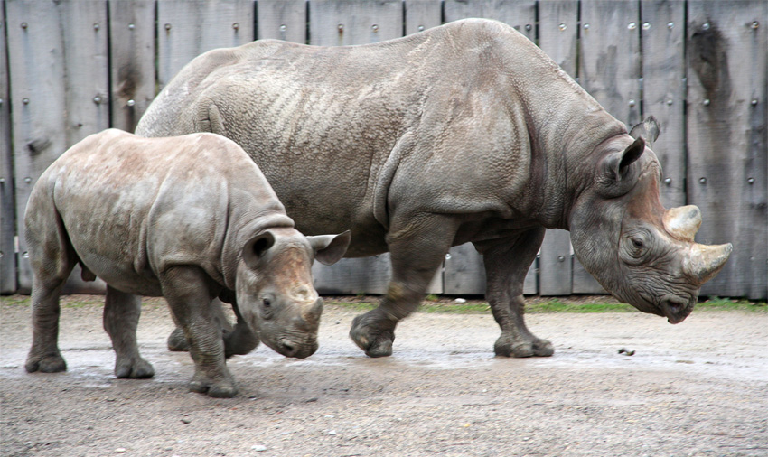 Davu und seine Mutter Nane
Spitzmaulnashörner im Krefelder Zoo
