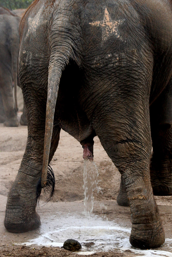 Der Wasserfall
Zoo Krefeld
Schlüsselwörter: Zoo Krefeld, Elefant