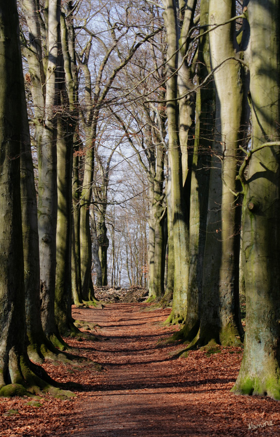 Warten auf den Frühling
In Liedberg mal bei blauem Himmel
Schlüsselwörter: Frühling     Liedberg     Wald    Weg