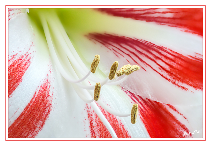 Minimalismus
Detailaufnahme einer Amaryllis 
Schlüsselwörter: Amaryllis Staubgefässe Klein