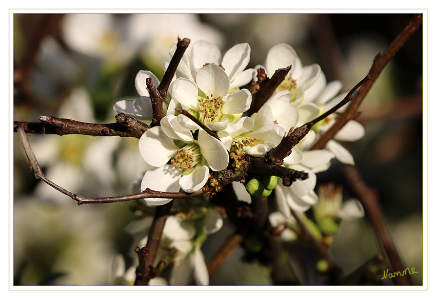 Dezemberblüten
Dieses Jahr verabschiedete sich der Dezember mit zweistelligen Temperaturen und eine Blütenpracht. Schauen wir mal was 2016 bringt.
